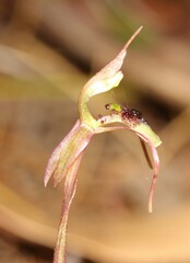 Chiloglottis seminuda