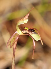 Chiloglottis seminuda