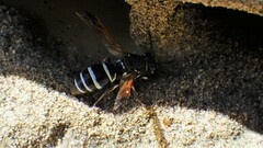 Euodynerus exoglyphus