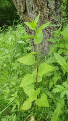 Campanula latifolia