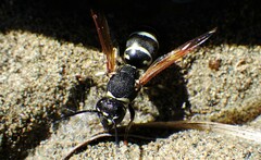 Euodynerus exoglyphus