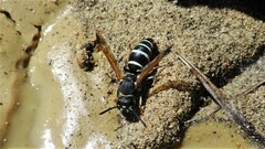 Euodynerus exoglyphus