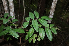 Flindersia bennettii