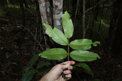 Flindersia bennettii
