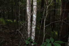 Flindersia bennettii