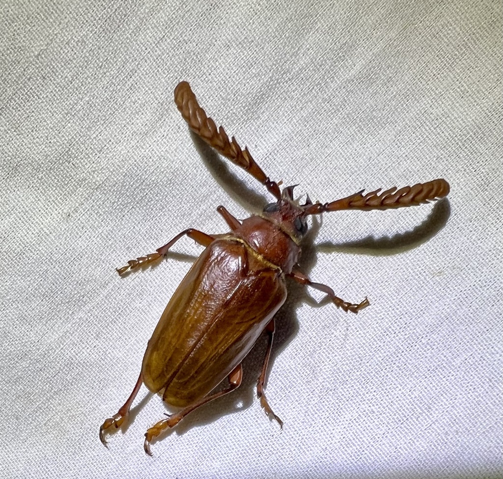 Prionus arenarius
