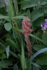 Orobanche caryophyllacea