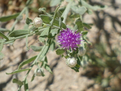 Leuzea repens