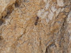 Formica fusca