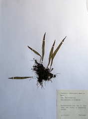 Lepisorus ussuriensis