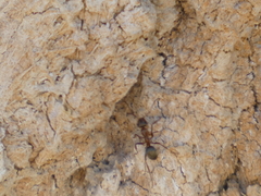 Formica fusca