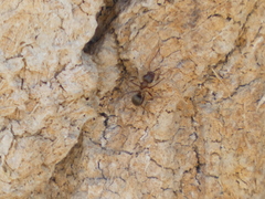 Formica fusca