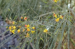 Parkinsonia aculeata