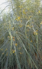 Parkinsonia aculeata