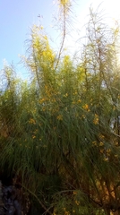 Parkinsonia aculeata