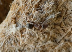 Formica fusca