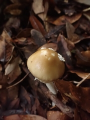 Amanita xylinivolva