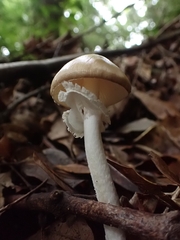 Amanita xylinivolva