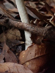 Amanita xylinivolva