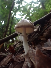 Amanita xylinivolva