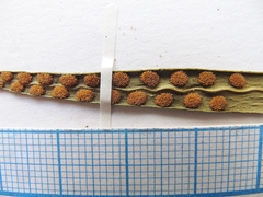 Lepisorus ussuriensis