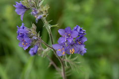 Polemonium caeruleum