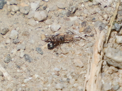 Formica fusca