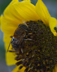 Palpada mexicana