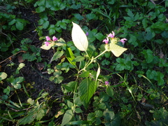 Galeopsis bifida