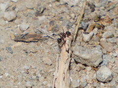 Formica fusca