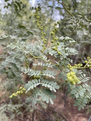 Acacia spectabilis
