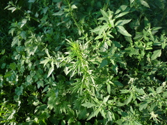 Artemisia vulgaris