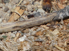 Formica fusca