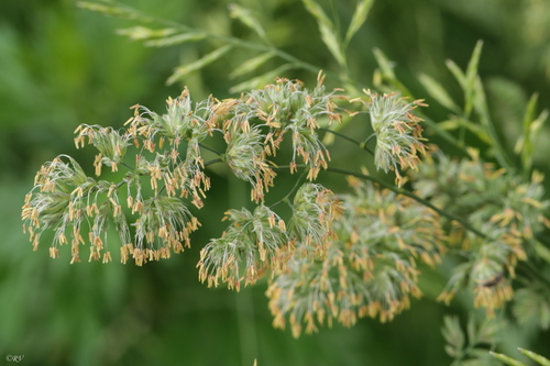 Paprastoji šunažolė nuotrauka