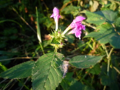 Galeopsis bifida