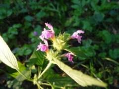 Galeopsis bifida