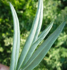 Artemisia vulgaris