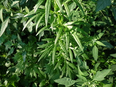 Artemisia vulgaris