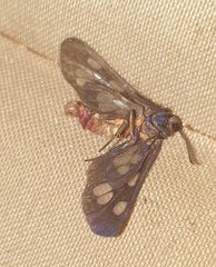 Eressa confinis