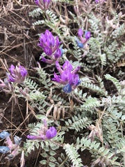 Astragalus inflexus
