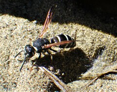 Euodynerus exoglyphus