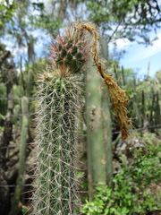 Nyctocereus serpentinus