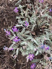 Astragalus inflexus