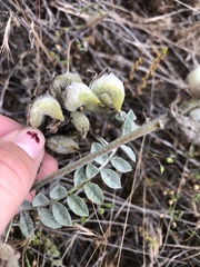Astragalus inflexus