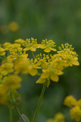 Bupleurum aureum