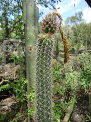 Nyctocereus serpentinus