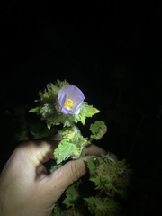 Malacothamnus lucianus