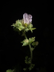 Malacothamnus lucianus