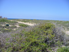 Bursera littoralis