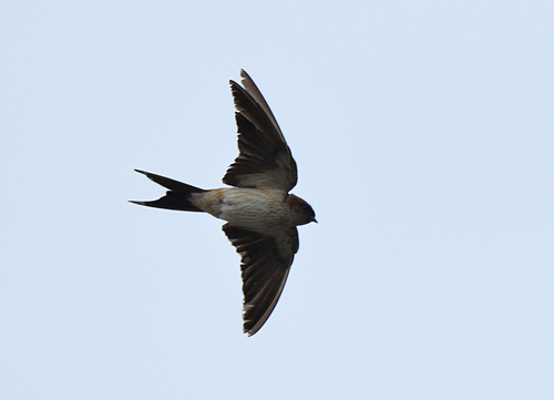 Golondrina dáurica (Cecropis daurica)